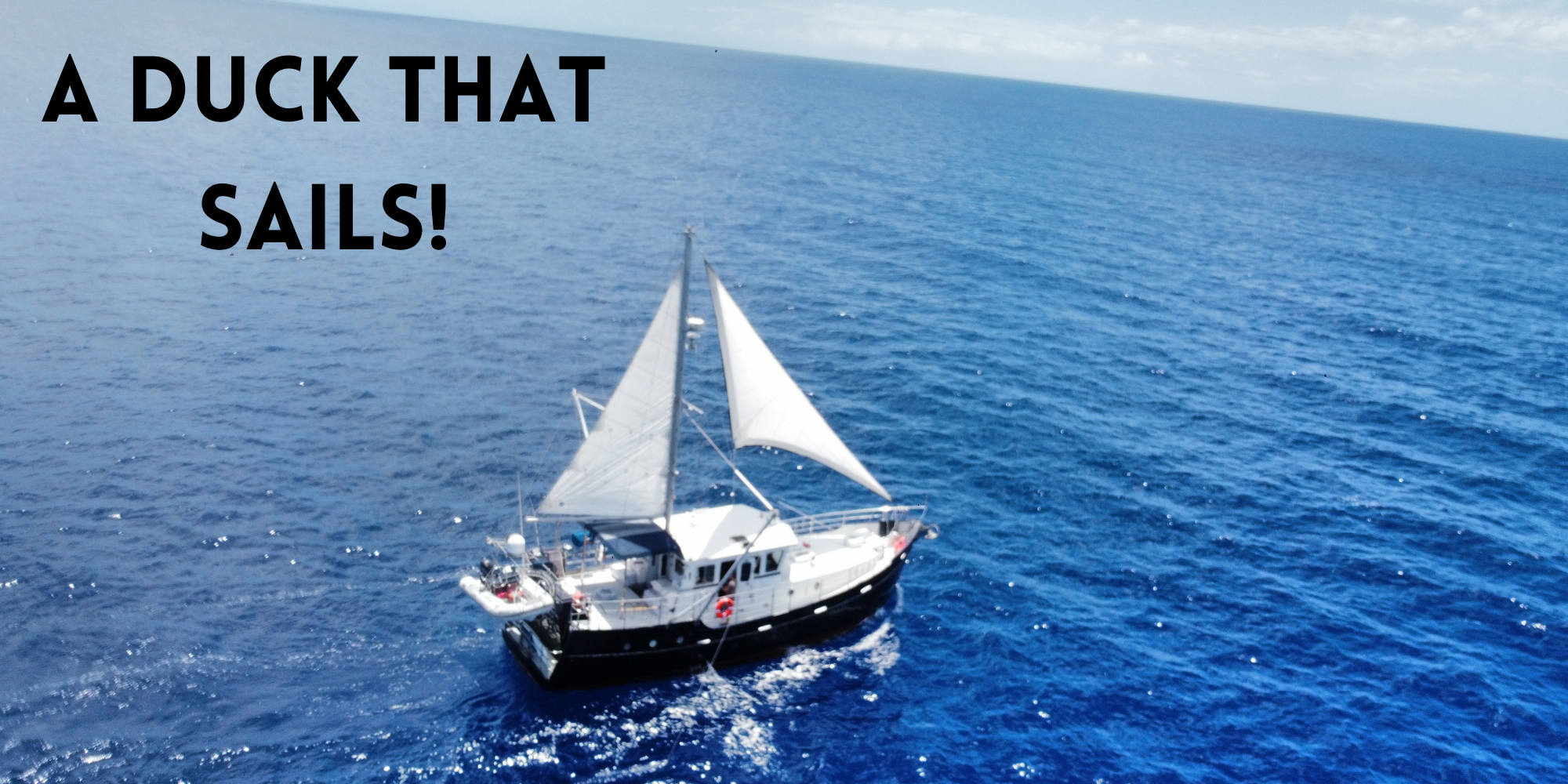 A Duck That Sails!
