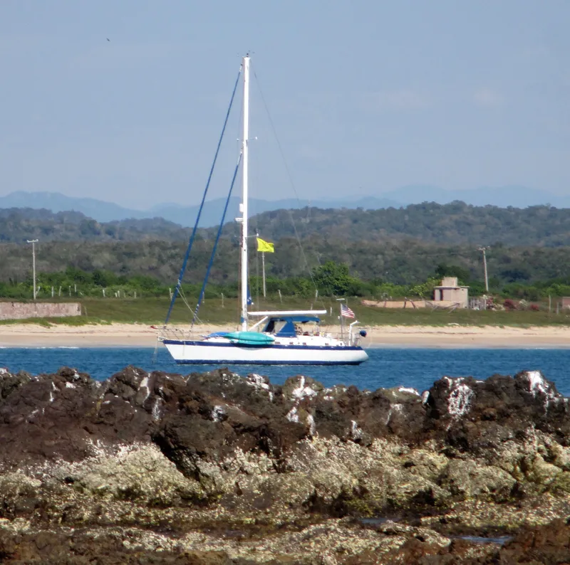 Argonauta