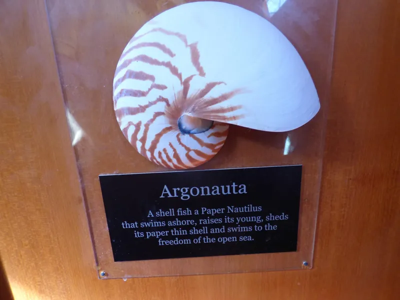 Argonauta