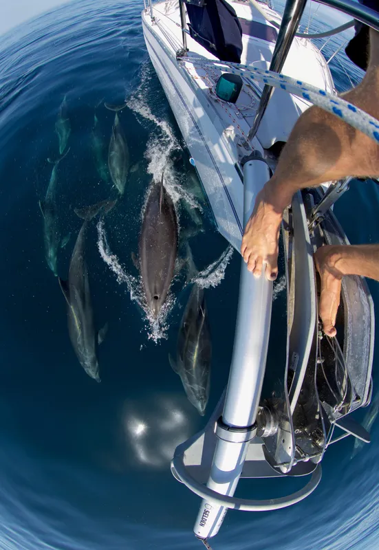 Dolphins